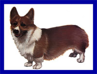a well breed Pembroke Welsh Corgi dog